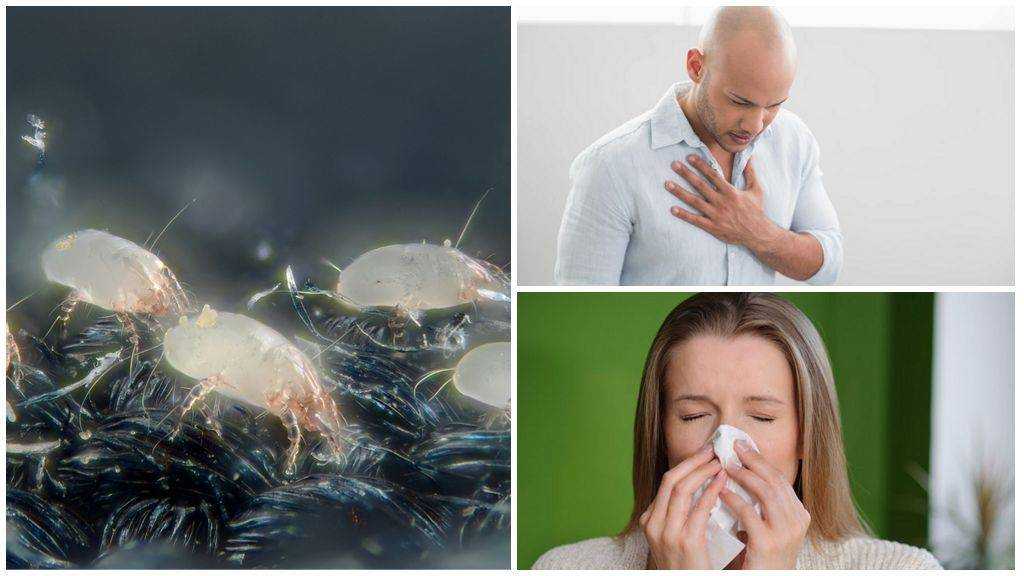 Аллергия на пыль: 11 продуктов для дома, которые посодействуют жить с этой неувязкой - ymnyasha.ru