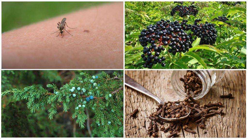 Названы 7 садовых растений, которые действительно защищают от комаров