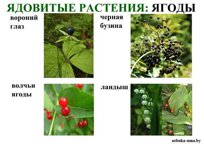Ядовитые растения россии - названия видов, фото и описание — природа мира