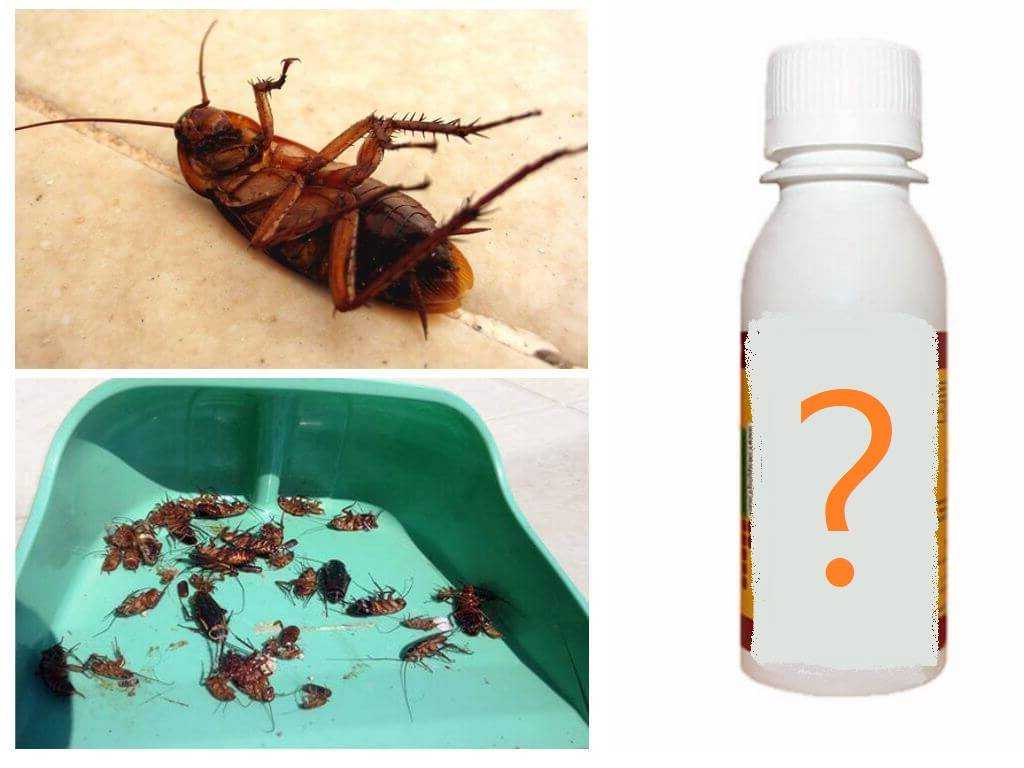 11 советов, как избавиться от тараканов в доме - строительный блог вити петрова