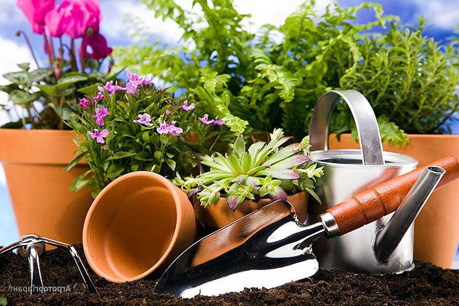 Правильный полив комнатным растениям: как часто, в какое время суток | maritera.ru