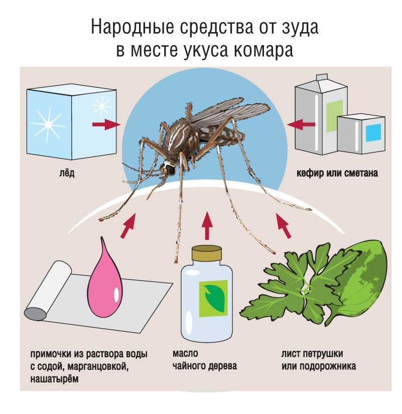 Какие растения отпугивают комаров – топ 5 репеллентов на грядке