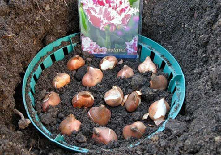 Как правильно посадить тюльпаны в грунт весной - пошаговая инструкция с видео