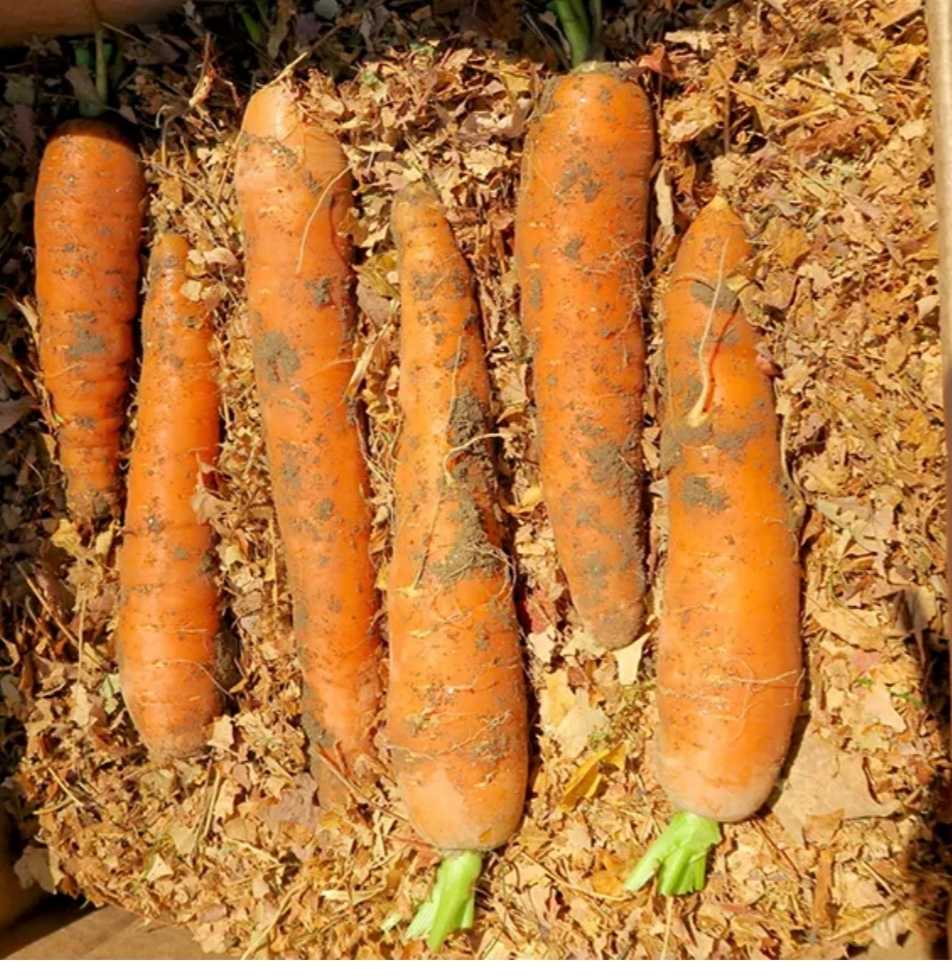 Рассказываем, как правильно хранить морковку в квартире или погребе
