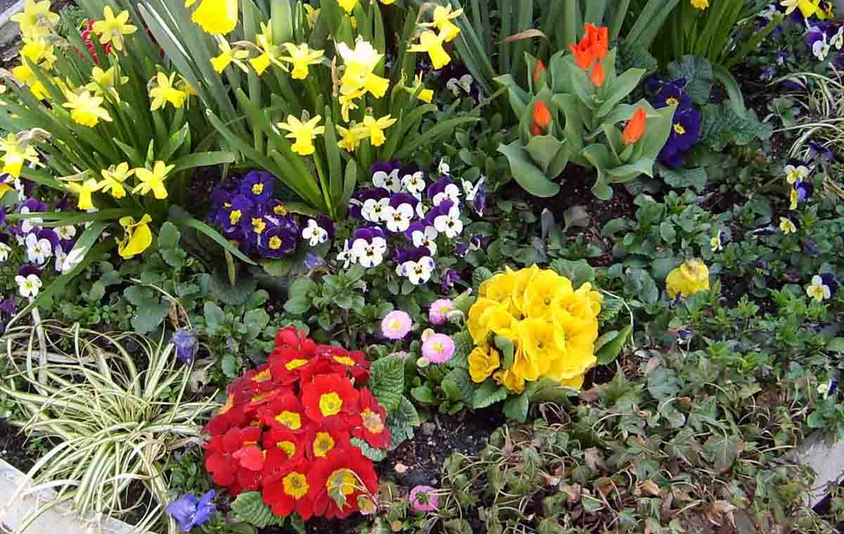 Какие цветы можно сажать в апреле