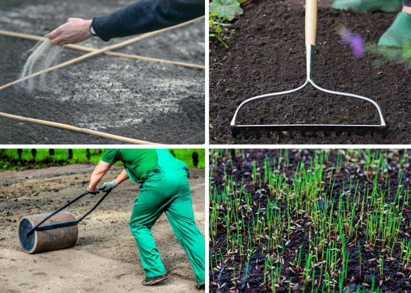 Как сеять газон: подробное руководство по подготовке участка, посеву и поливу
