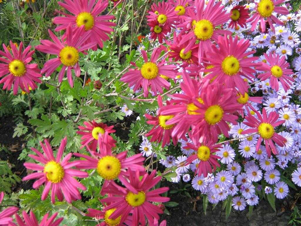 Неприхотливые цветы однолетники, цветущие все лето в саду - названия c фото