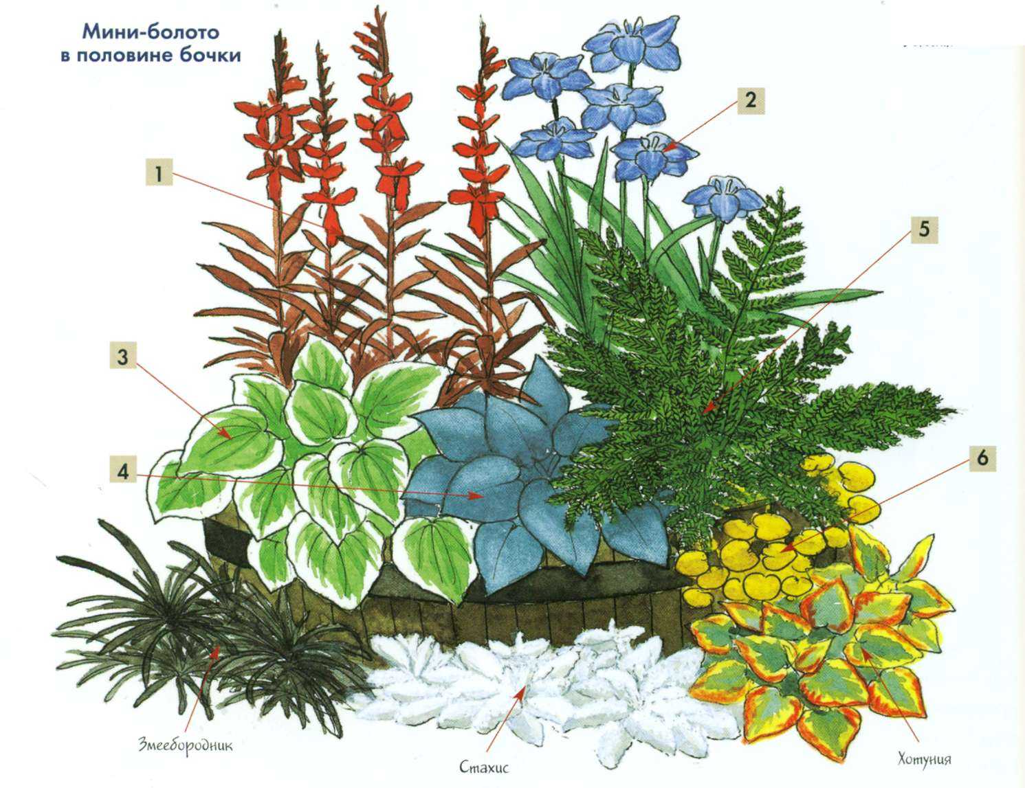 Растения, используемые для осушения почвы на дачном участке.