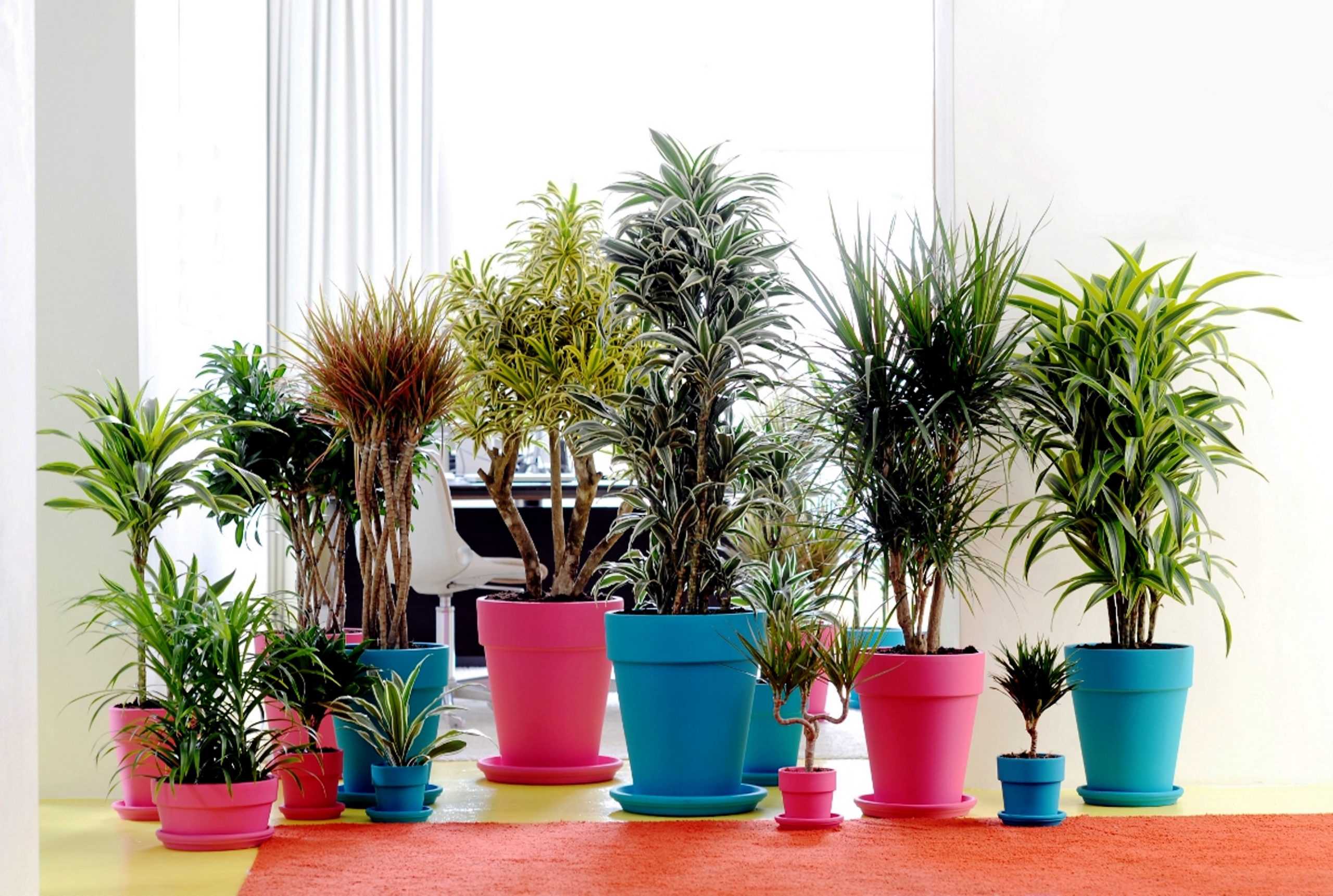 По фен-шуй: эти растения принесут счастье и благополучие в ваш дом