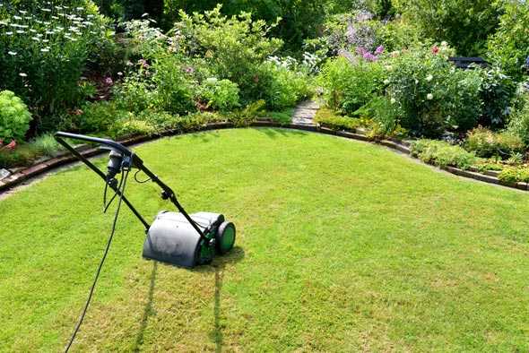 Как устроен посевной газон: технология посадки, как ухаживать за ним