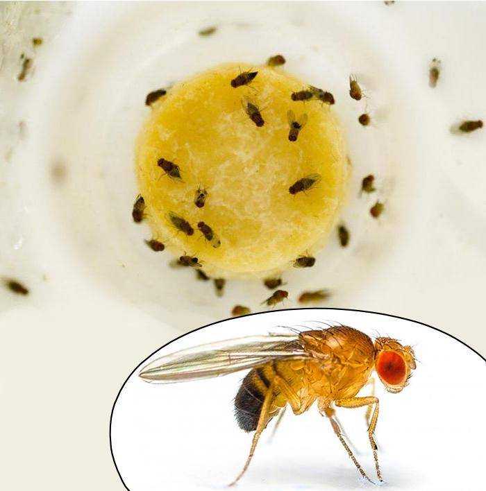 Как избавиться от фруктовых мушек и защитить продукты | раптор - защита от комаров
