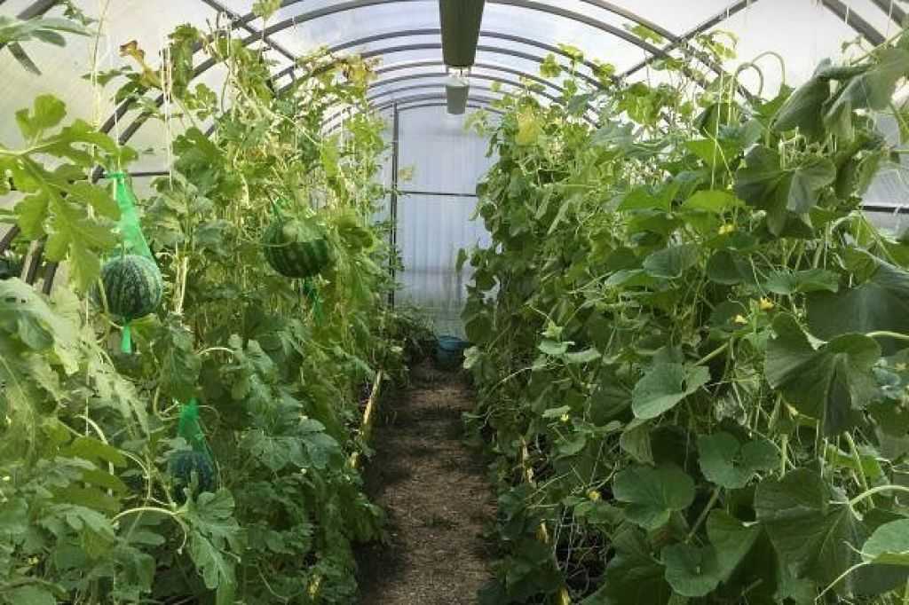 Выращивание арбузов в теплице: посадка, выращивание и уход
