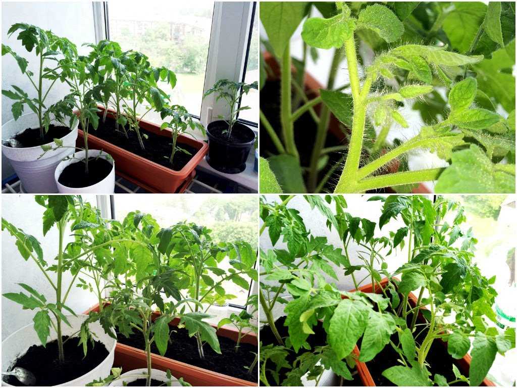 Овощи на балконе: какие посадить, можно ли вырастить урожай | дневники ремонта obustroeno.club