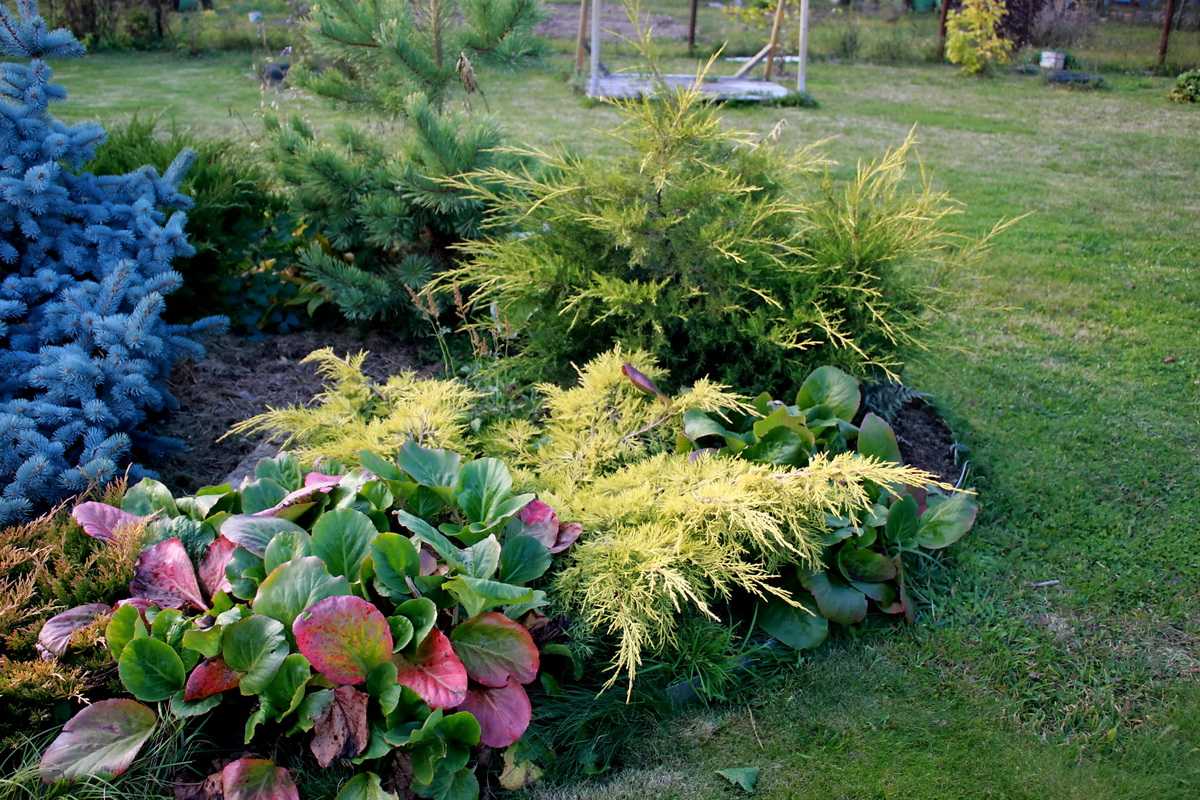 Вечнозеленые растения: деревья и кустарники в ландшафтном дизайне сада