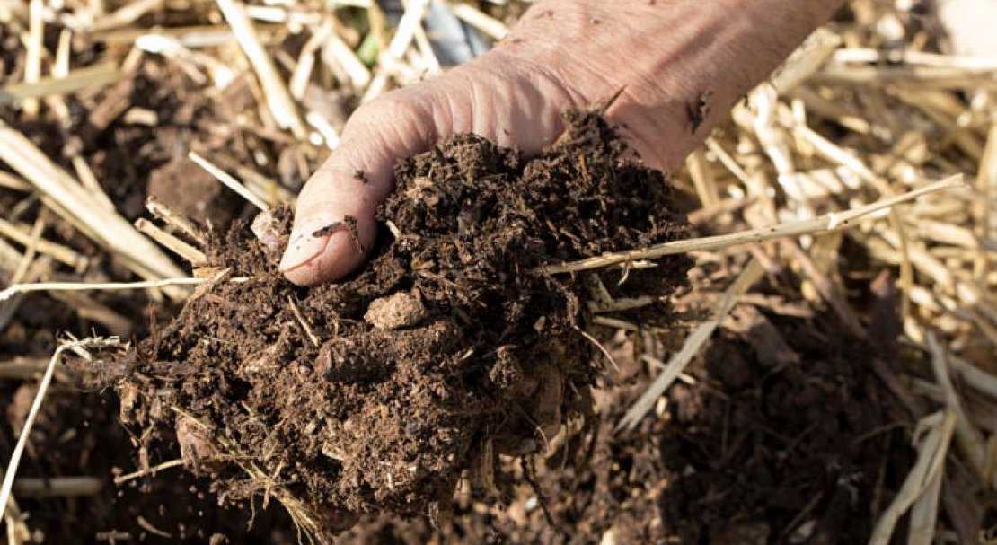 Повышение плодородия почвы естественными и безопасными способами: подробное описание пяти эффективных методик