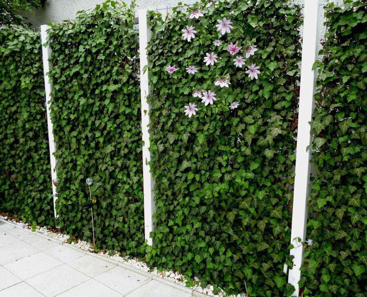 Эффектные растения, которые скроют некрасивый забор на даче