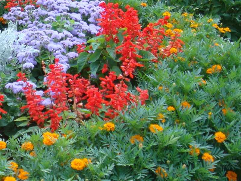 Обзор самых неприхотливых долгоцветущих многолетников для дачи и сада с фото – полезные решения от корнеича