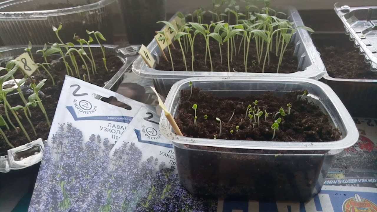 Как вырастить лаванду из семян - wikihow