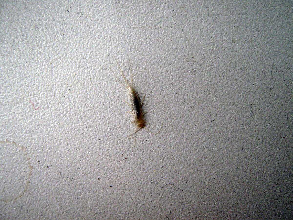 Что делать, если в ванной завелись маленькие белые насекомые?
