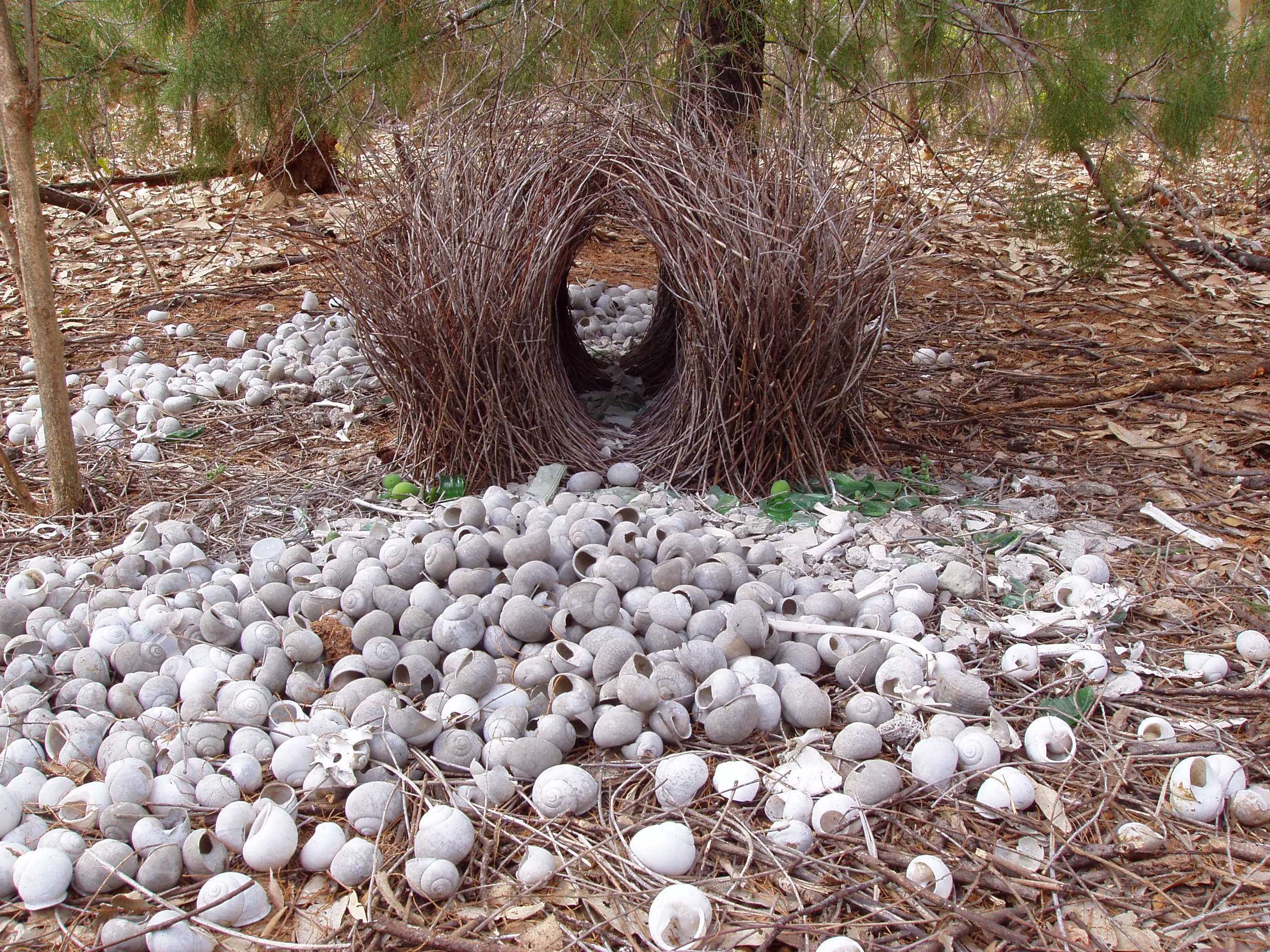 Птицы гнезда на земле. Шалашник птица гнездо. Австралийский шалашник гнезда. Птица шалашник строит гнездо. Гнезда Шалашников.