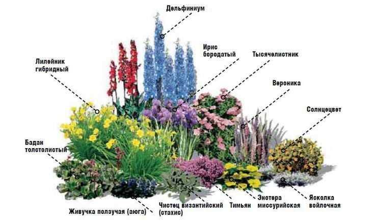 Как подобрать неприхотливые цветы для клумбы, цветущие все лето - plodovie.ru