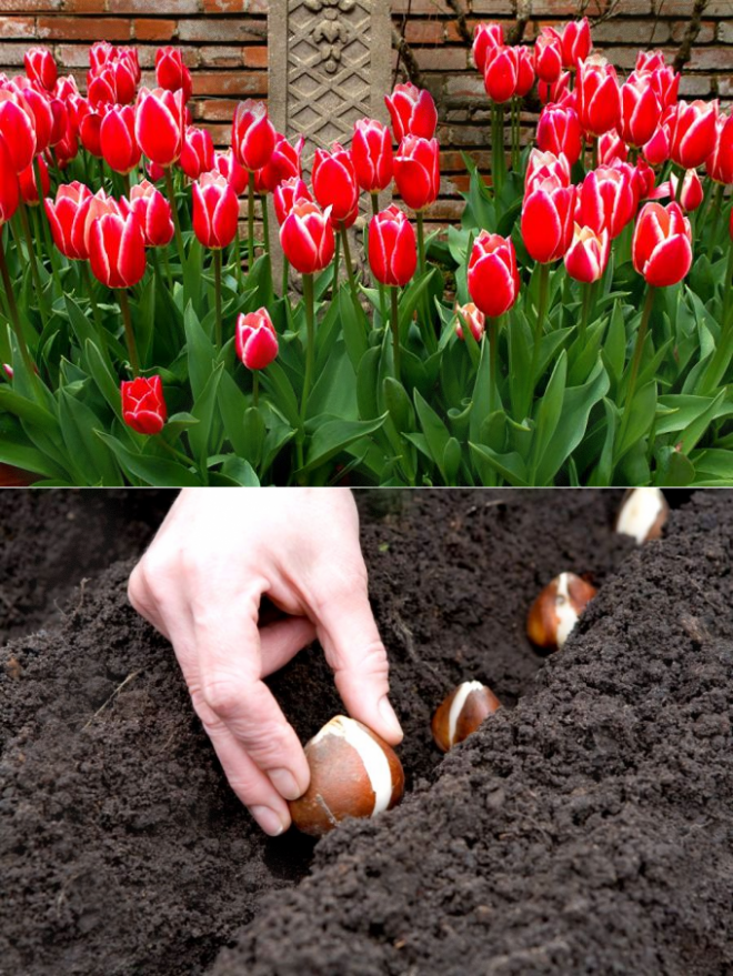 Можно ли сажать тюльпаны весной: посадка в открытый грунт и в контейнеры
