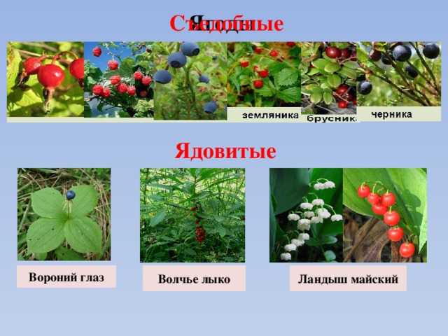 Съедобные ягоды в лесу и несъедобные - виды, фото, названия