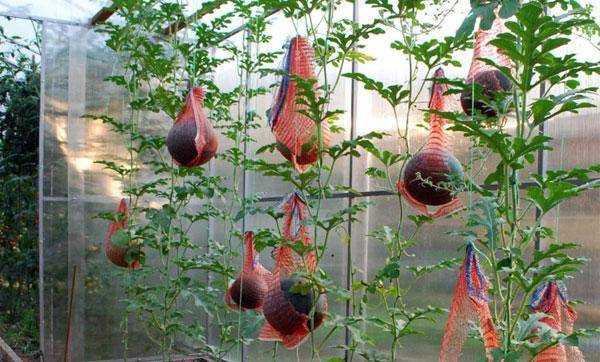 Выращивание арбузов в теплице: пособие для новичка