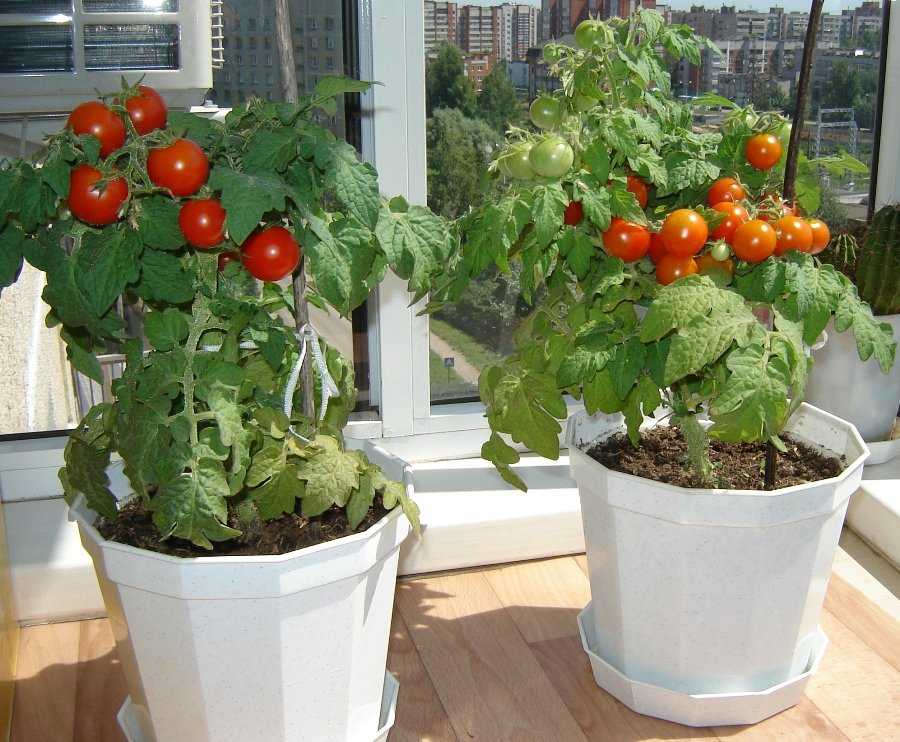 ᐉ можно ли выращивать огурцы и помидоры на балконе? - ogorod-u-doma.ru