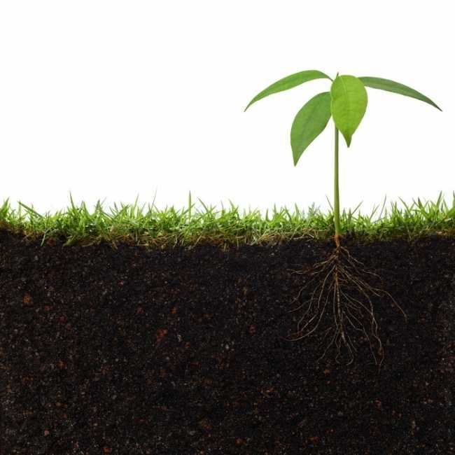 Какие деревья и кустарники посадить, чтобы подсушить участок? – 7 примеров для влажной почвы
