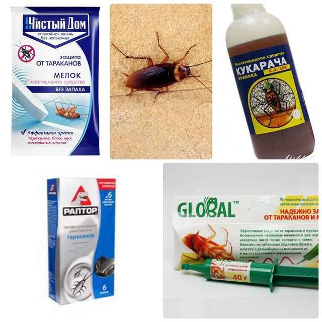 Как избавиться от тараканов: 12 народных средств и эффективных способов