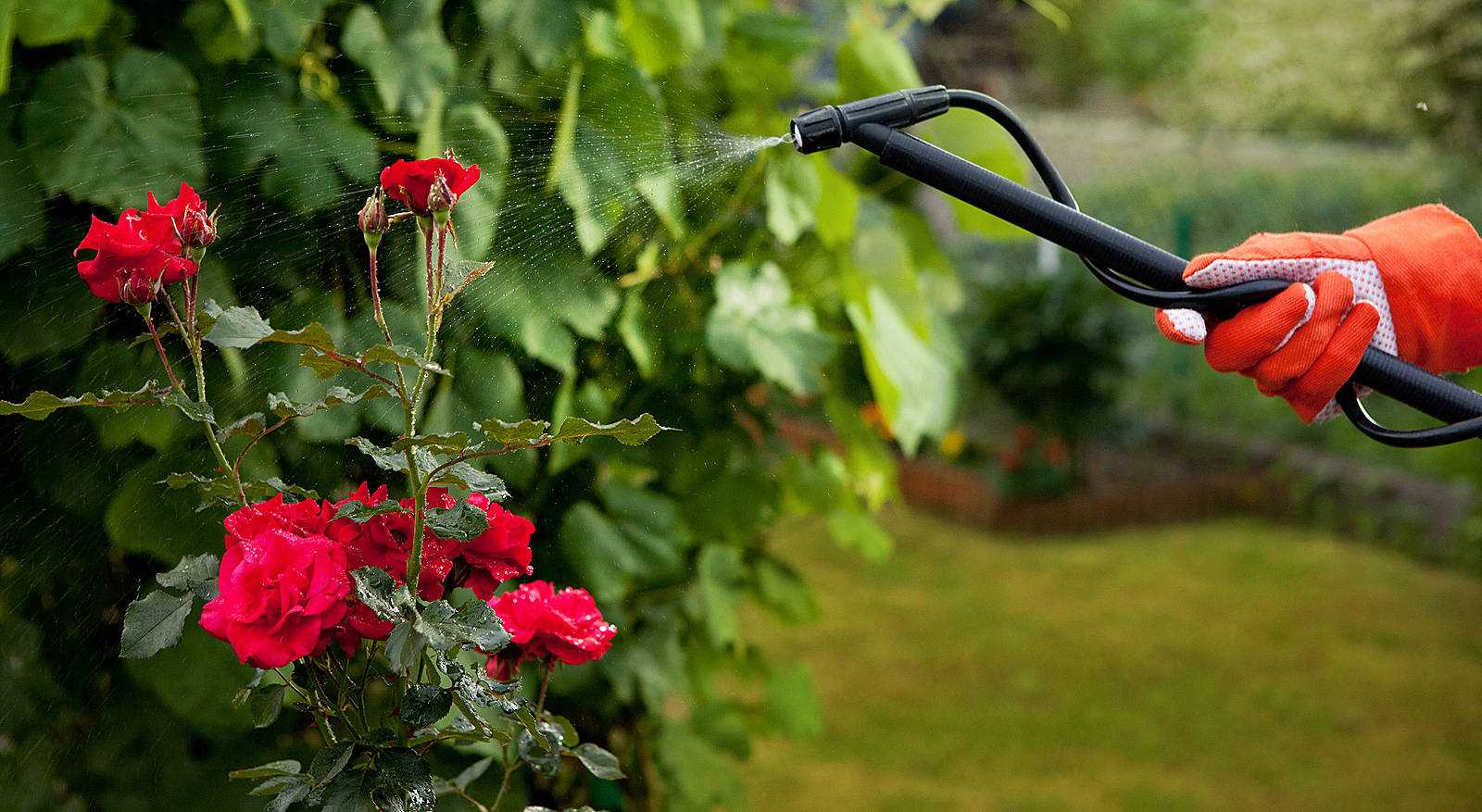Сколько раз поливать розу. Куст розы. Полив растений. Розы в саду на даче.