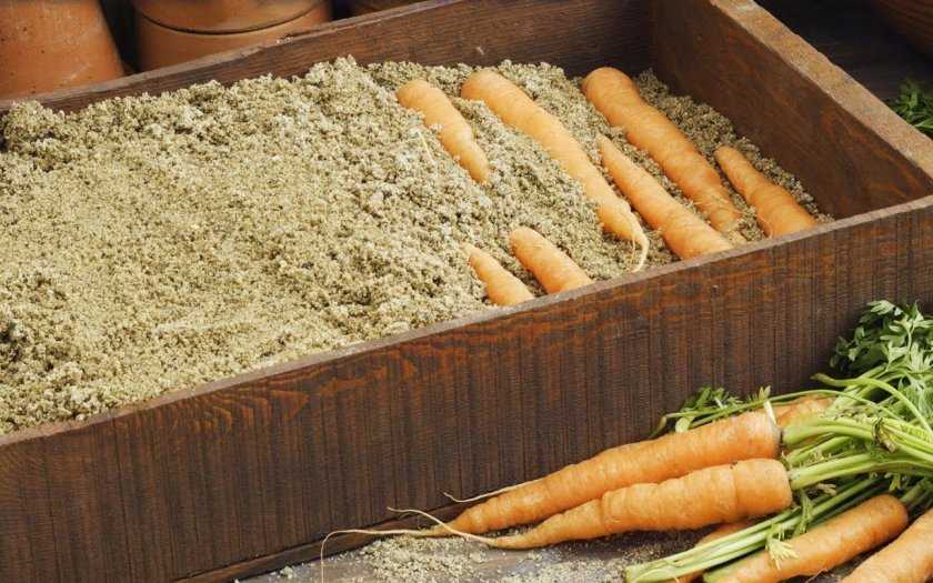 Как хранить морковь в подвале, погребе, квартире и в холодильнике? как сохранить морковь на зиму? :: syl.ru