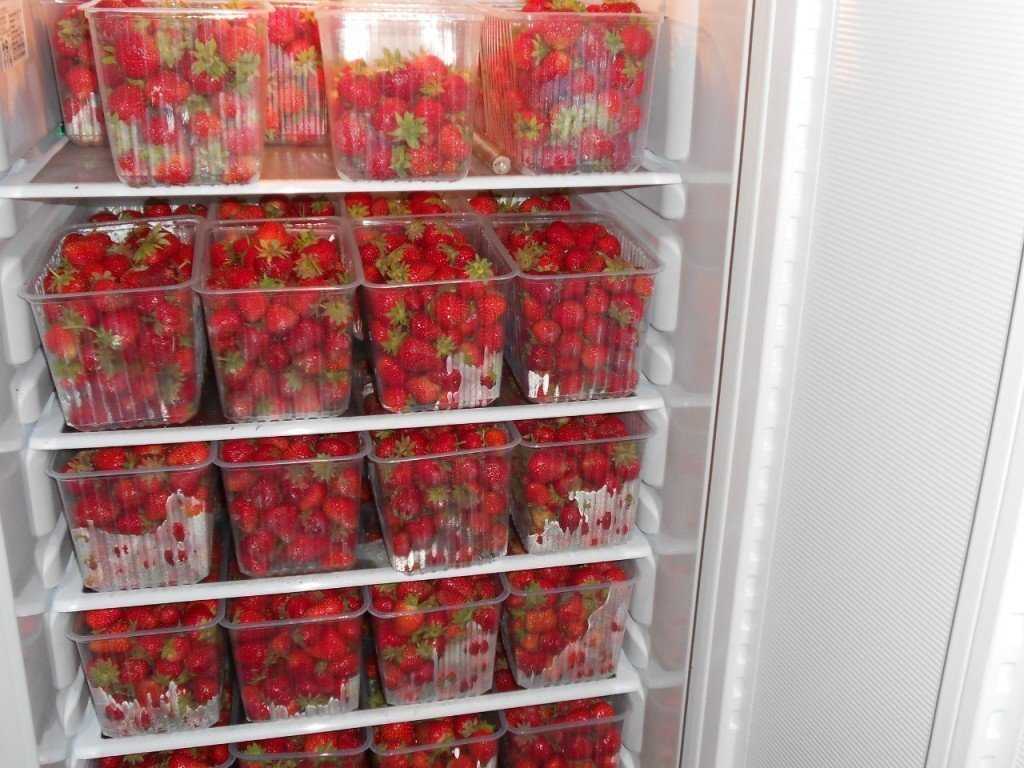 Где, как и сколько хранить клубнику в домашних условиях? секреты долгого хранения клубники в домашних условиях