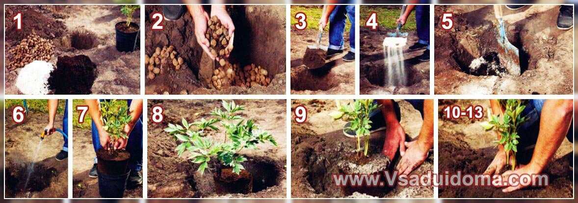 Как посадить пионы весной в грунт: план работ