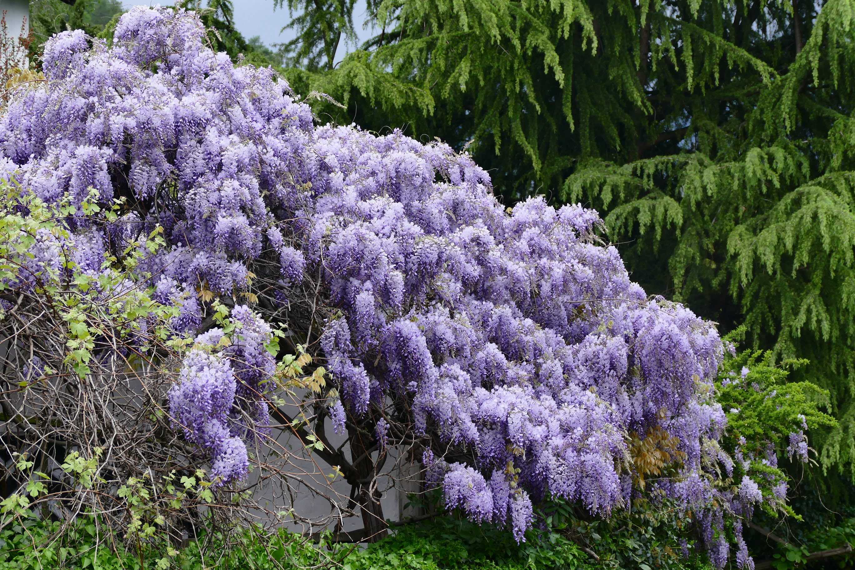 Декоративные цветущие деревья для сада фото и названия
