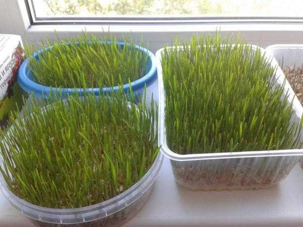 Микрозелень в домашних условиях без земли. как вырастить микрозелень в домашних условиях