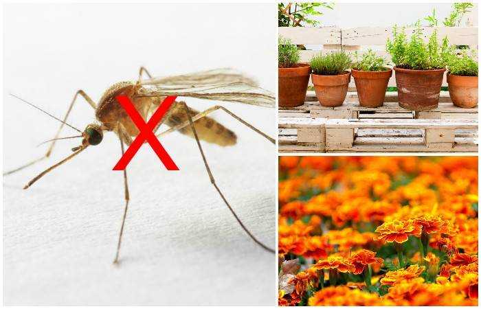Растения-репелленты – естественная защита дачи от насекомых
