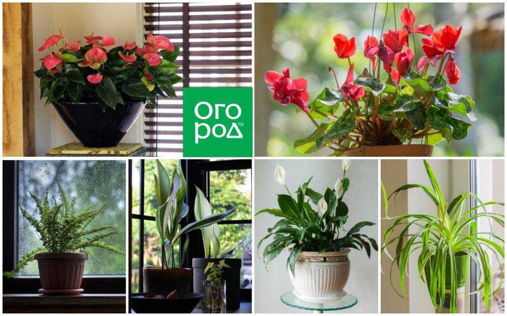 Основной вопрос: как выбрать орхидею при покупке?