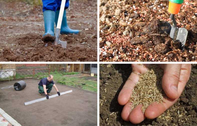 Правильный уход за газоном: подготовка почвы, посадка газонной травы, стрижка, полив и другое