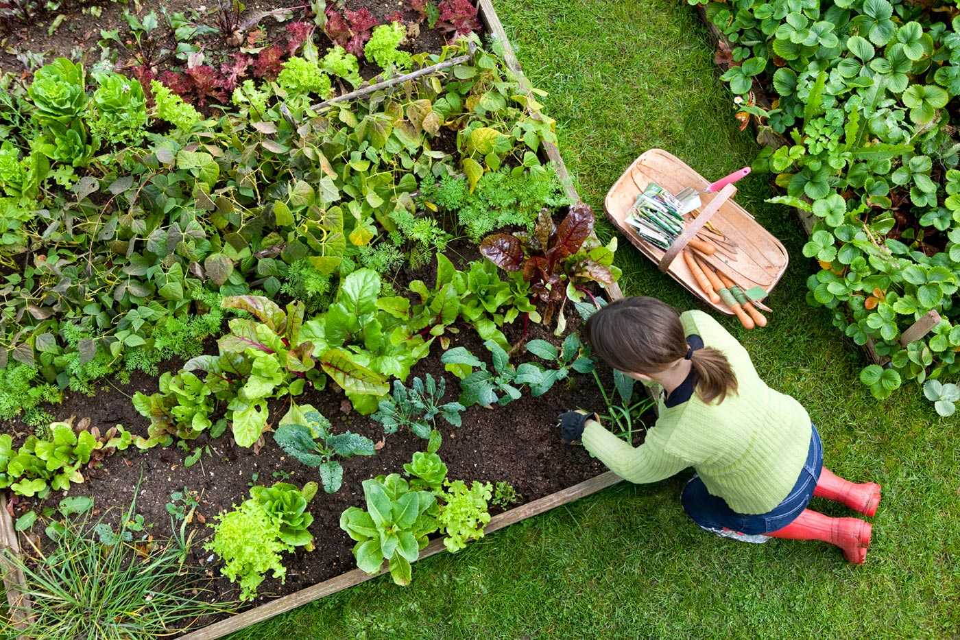 Посадить многолетники на даче без особого ухода, что сажать в огороде начинающему дачнику