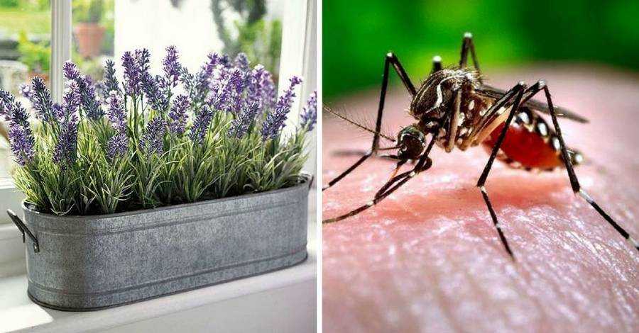 Полезные растения для отпугивания комаров на балконе