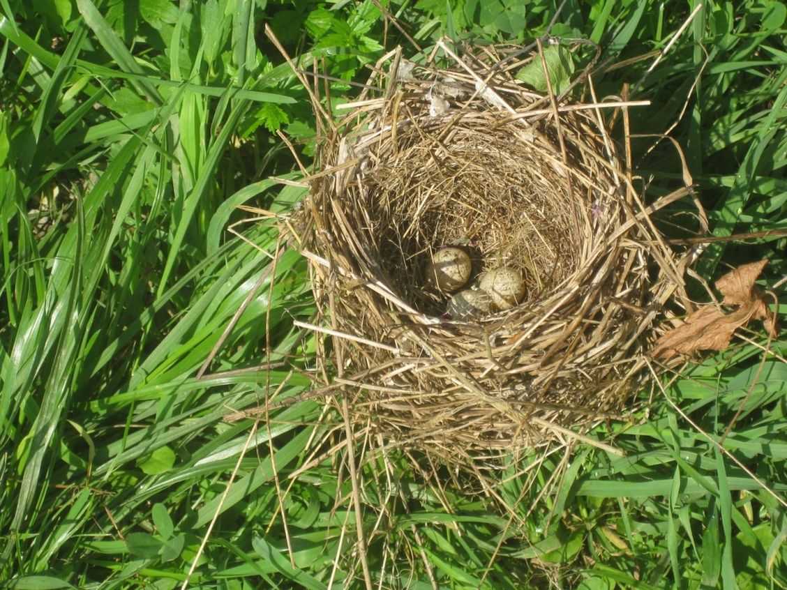 Птицы гнезда на земле. Гнездо зарянки. Гнездо зарянки с яйцами. Гнездо гнездо зарянки птенец. Гнезда зарянки птицы.