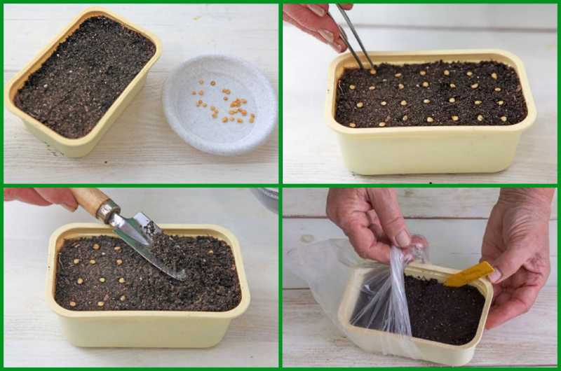 Как обработать семена перца перед посевом на рассаду