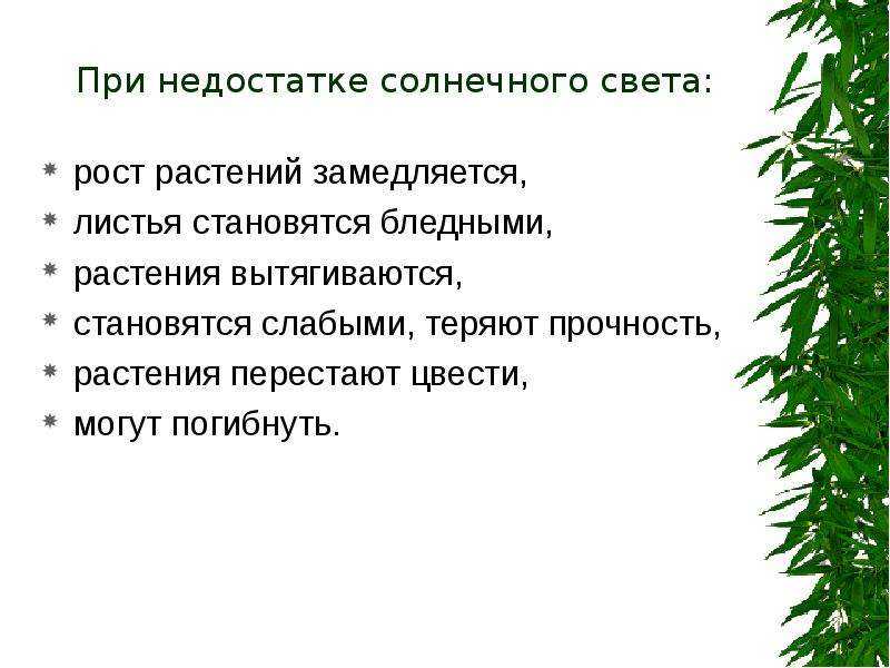 Влияние света на развитие. Влияние недостатка света на растения. Влияние солнечного света на комнатные растения. Недостаток освещения у растений. Растение при недостатке света.