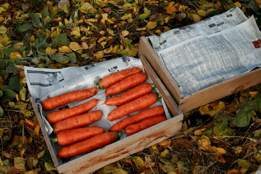 Пошаговая инструкция и полезные советы, как хранить морковь в домашних условиях