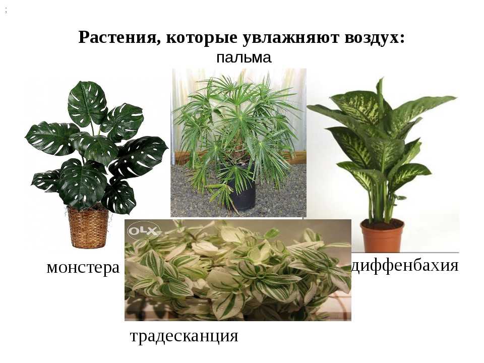 Вьющиеся комнатные растения: виды и особенности ухода