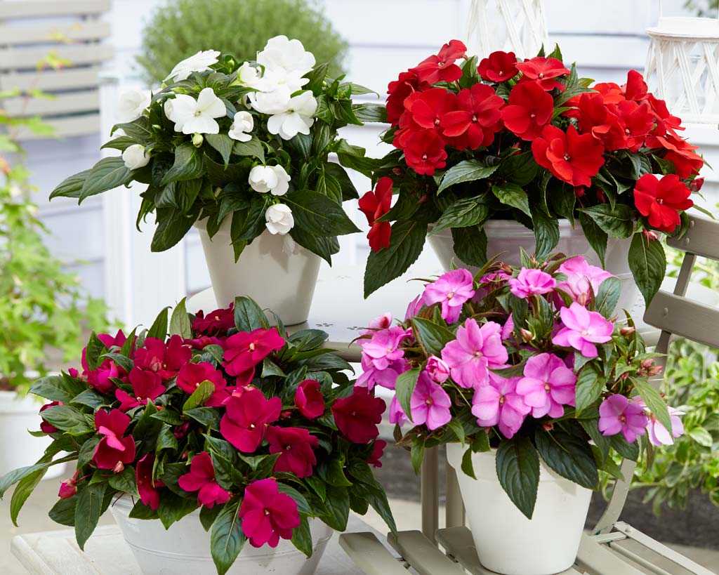 Подбираем цветы для дома, которые будут цвести и радовать вас пасмурной осенью