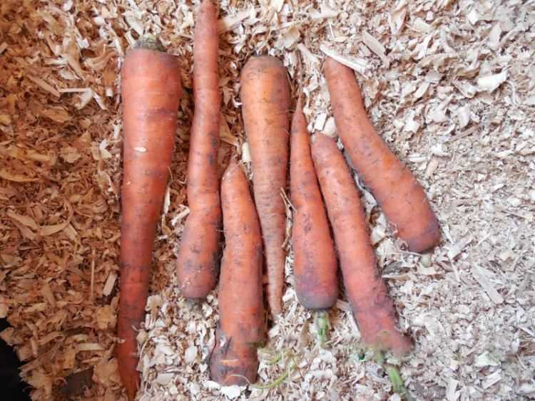 8 способов хранения моркови зимой в домашних условиях
