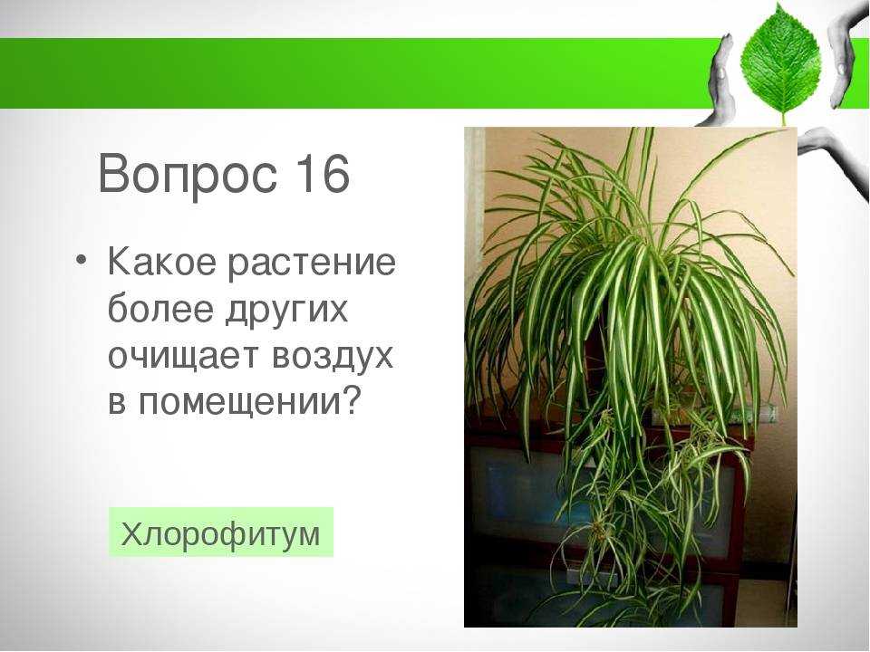 Сциндапсус: информация о правильной посадке вьющегося растения. 74 фото идей украшения комнаты